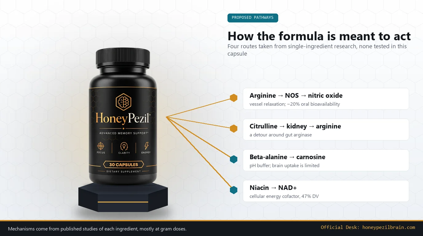 HoneyPezil bottle with diagram of four proposed pathways: arginine to nitric oxide, citrulline to arginine, beta-alanine to carnosine, niacin to NAD+